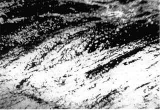 Bitemporal-Vision-The-Sea
