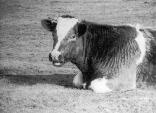 La-Vache-Qui-Rumine